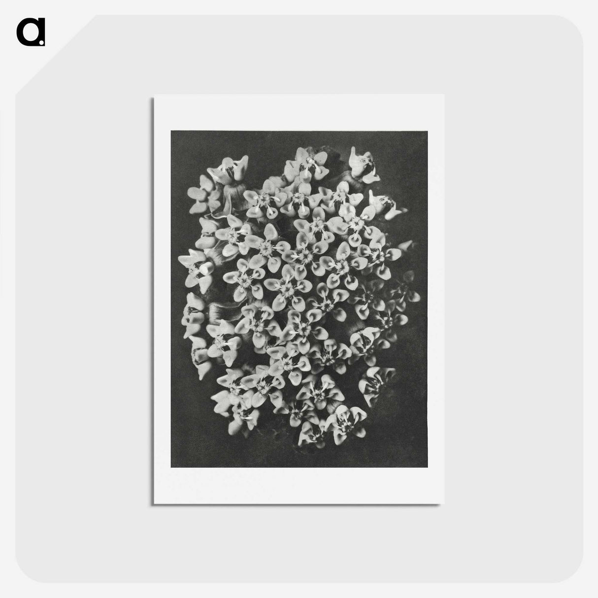1-66_Karl-Blossfeldt_hagaki