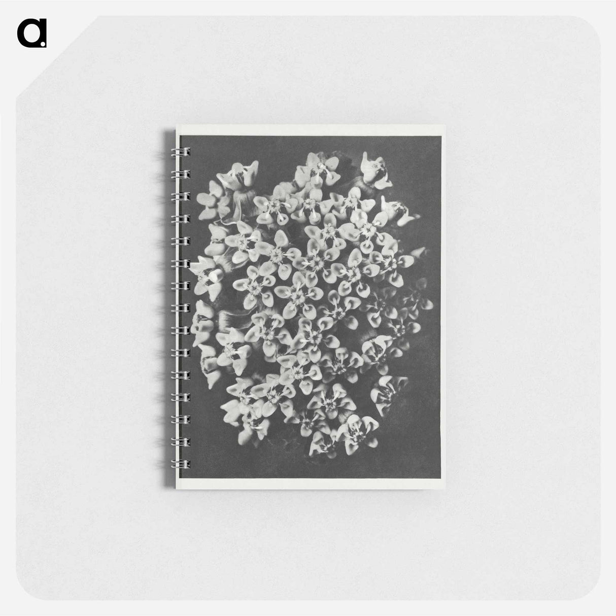 Asclepias incarnata - カール ブロスフェルト Memo.