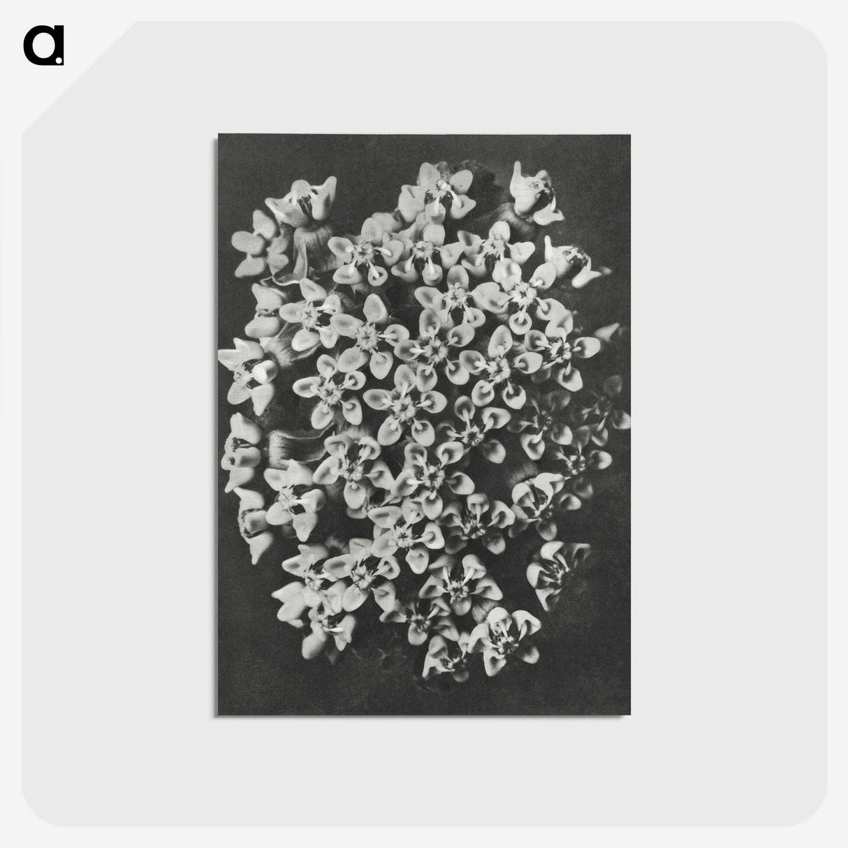 1-66_Karl-Blossfeldt_postcard