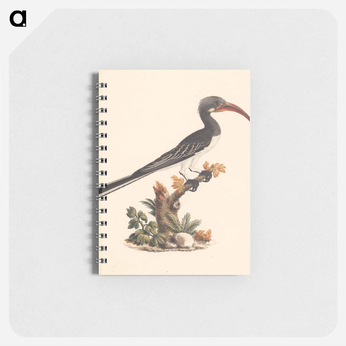 Hemprich's Hornbill or Crowned Hornbill
- ルイージ バルガーニ Memo.