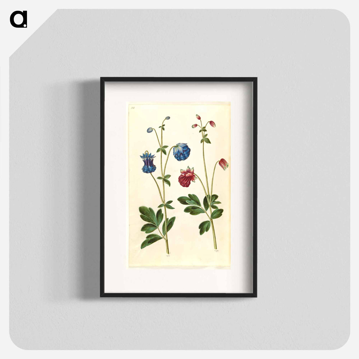 アートポスター-Aquilegia vulgaris
- マリア ジビーラ メーリアン Poster.