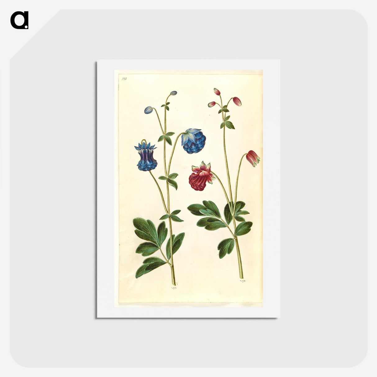 1-66_Maria-Sibylla-Merian_hagaki