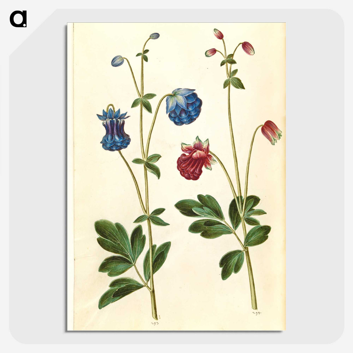 1-66_Maria-Sibylla-Merian_picture-crop