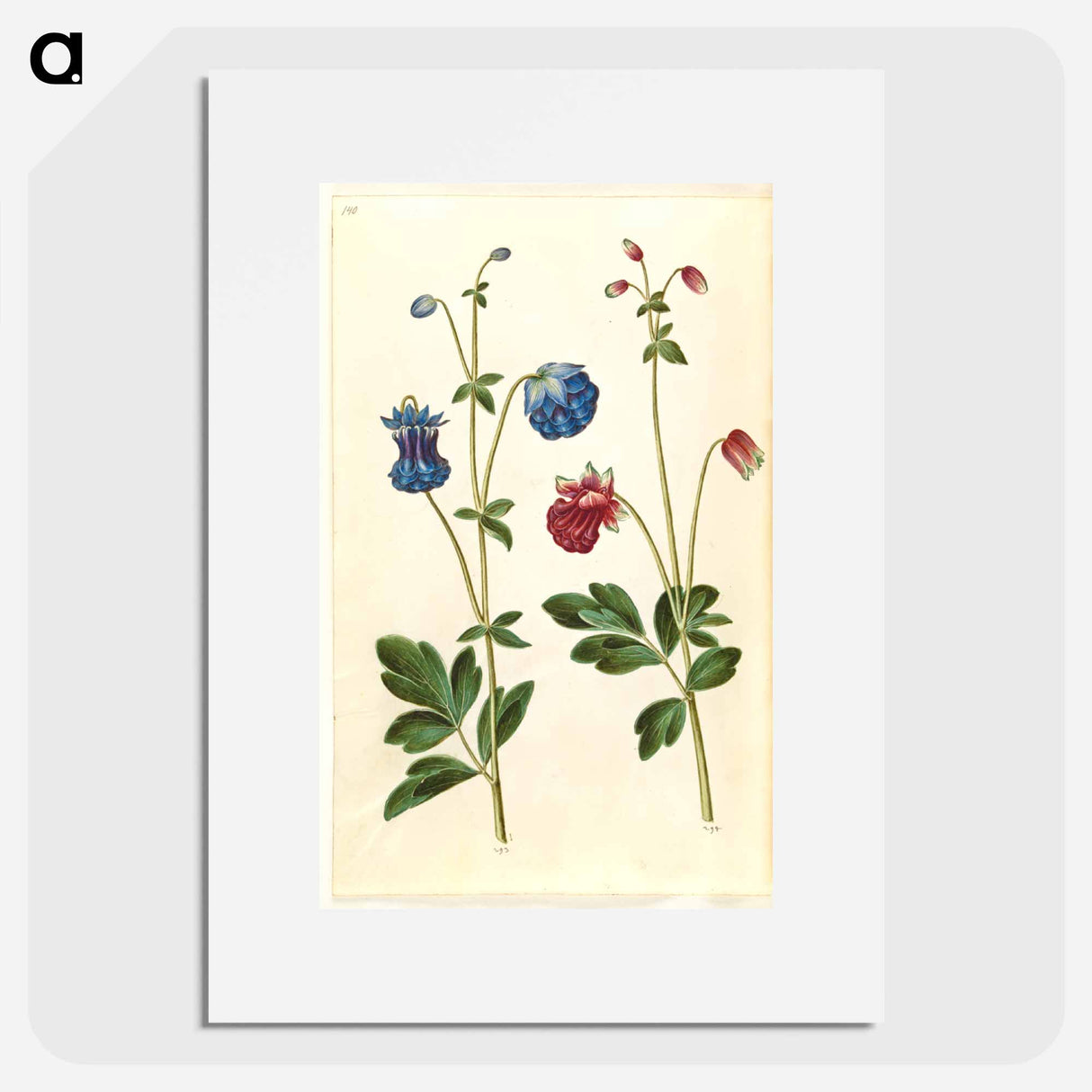 アートポスター-Aquilegia vulgaris
- マリア ジビーラ メーリアン Poster.