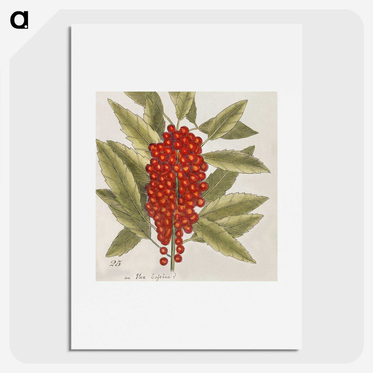 1-66_Mark-Catesby_picture