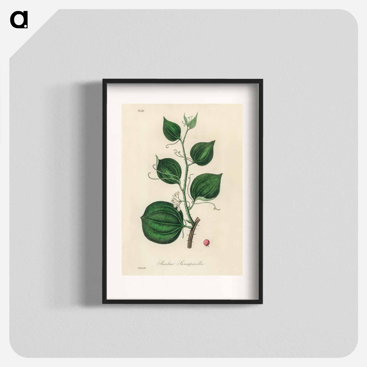 アートポスター-Lmilax Larsaparilla
- 薬用植物学 Poster.