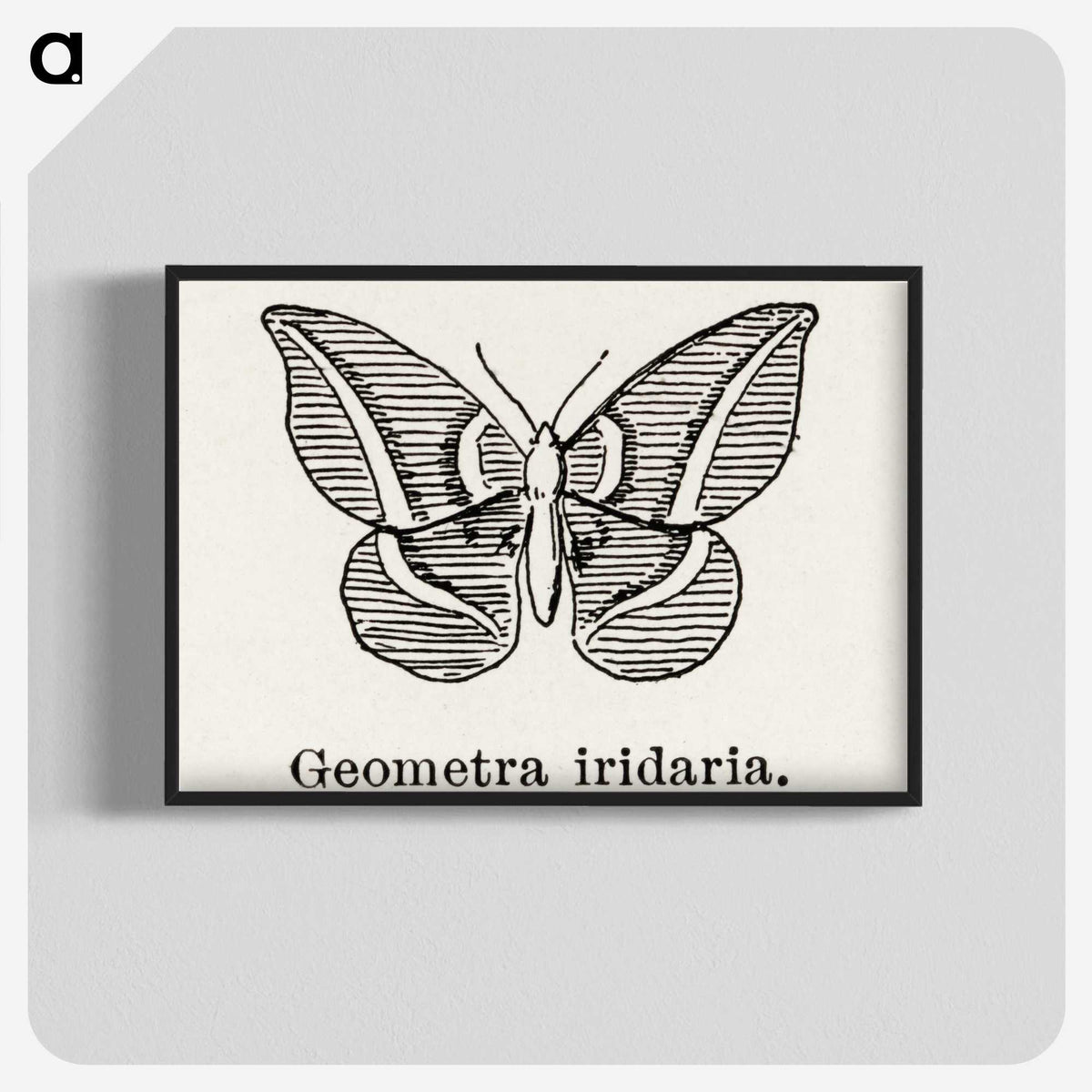 1-66_Moths-and-Butterflies-of-the-United-States_blk-crop