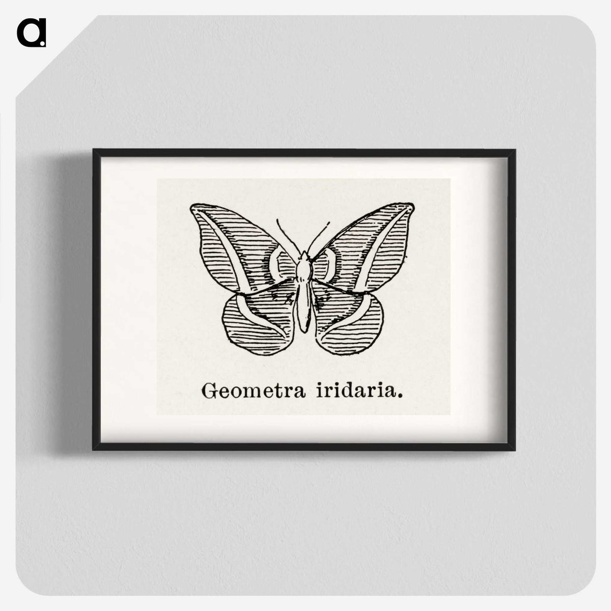 1-66_Moths-and-Butterflies-of-the-United-States_blk