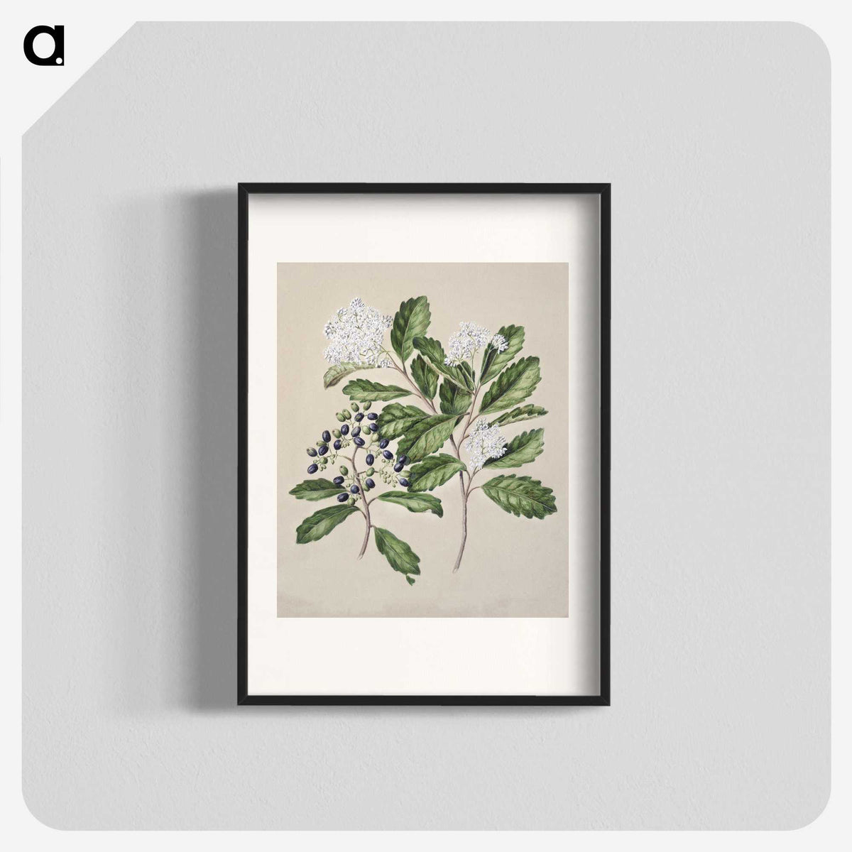 1-66_Native-Flowering-Plants-of-New-Zealand_blk