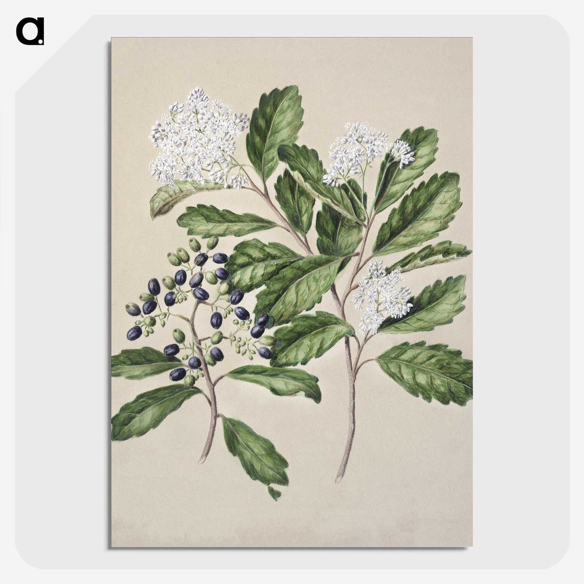1-66_Native-Flowering-Plants-of-New-Zealand_picture-crop