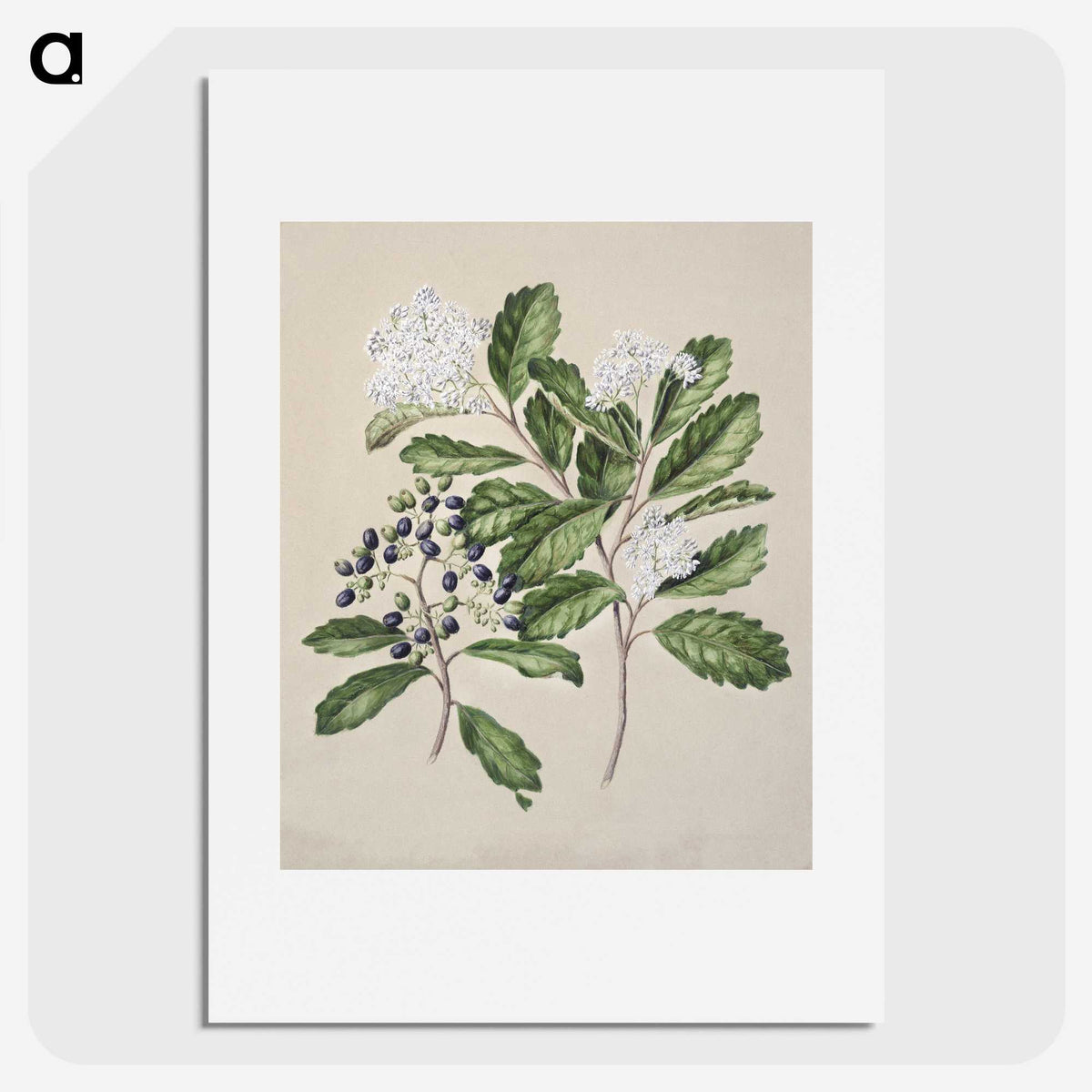 1-66_Native-Flowering-Plants-of-New-Zealand_picture