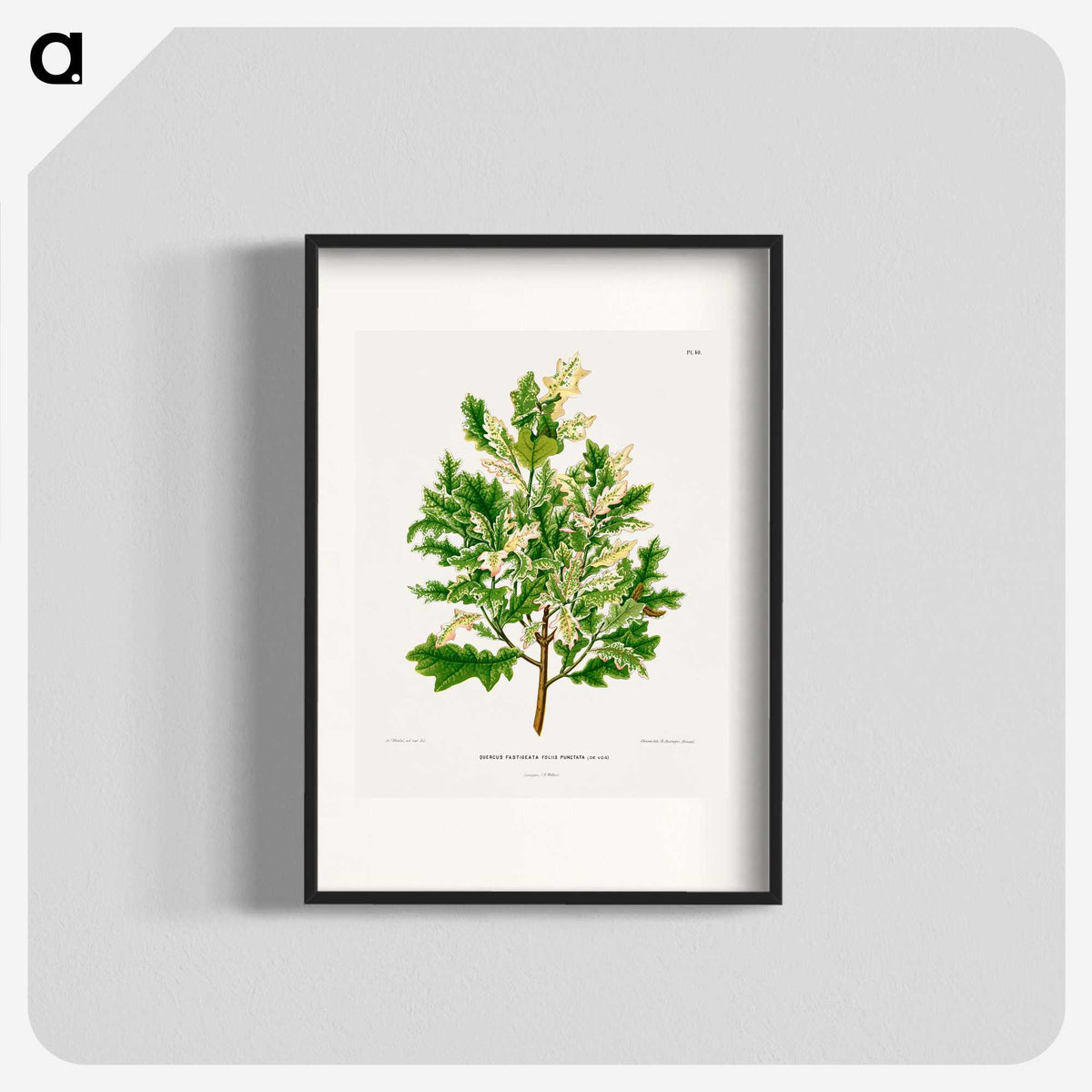 1-66_Nederlandsche-Flora-en-Pomona_blk