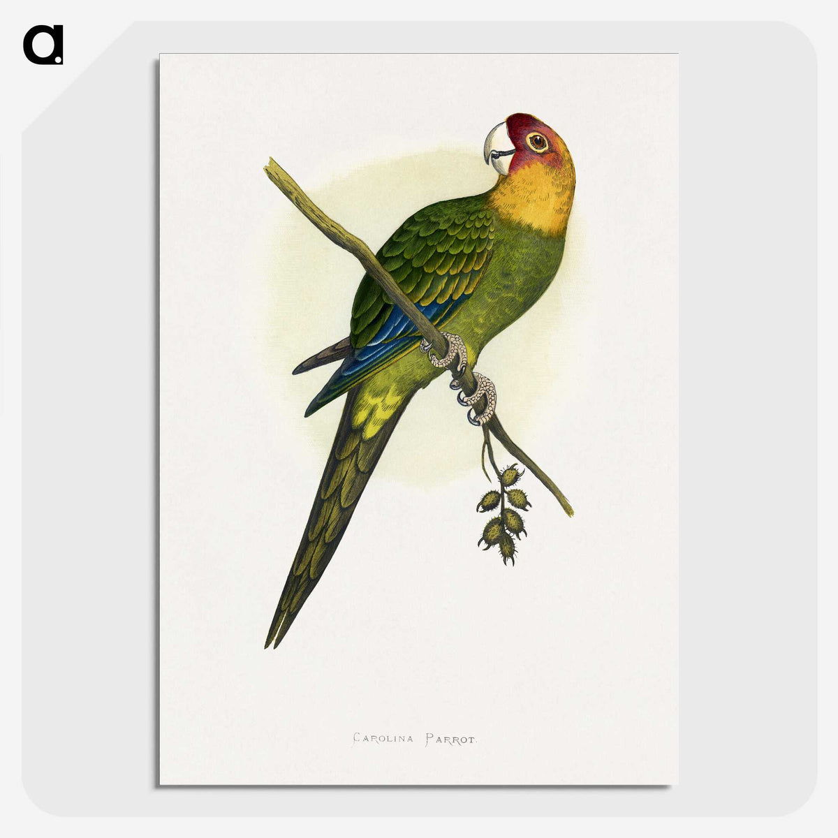 1-66_Parrots-in-Captivity_picture-crop