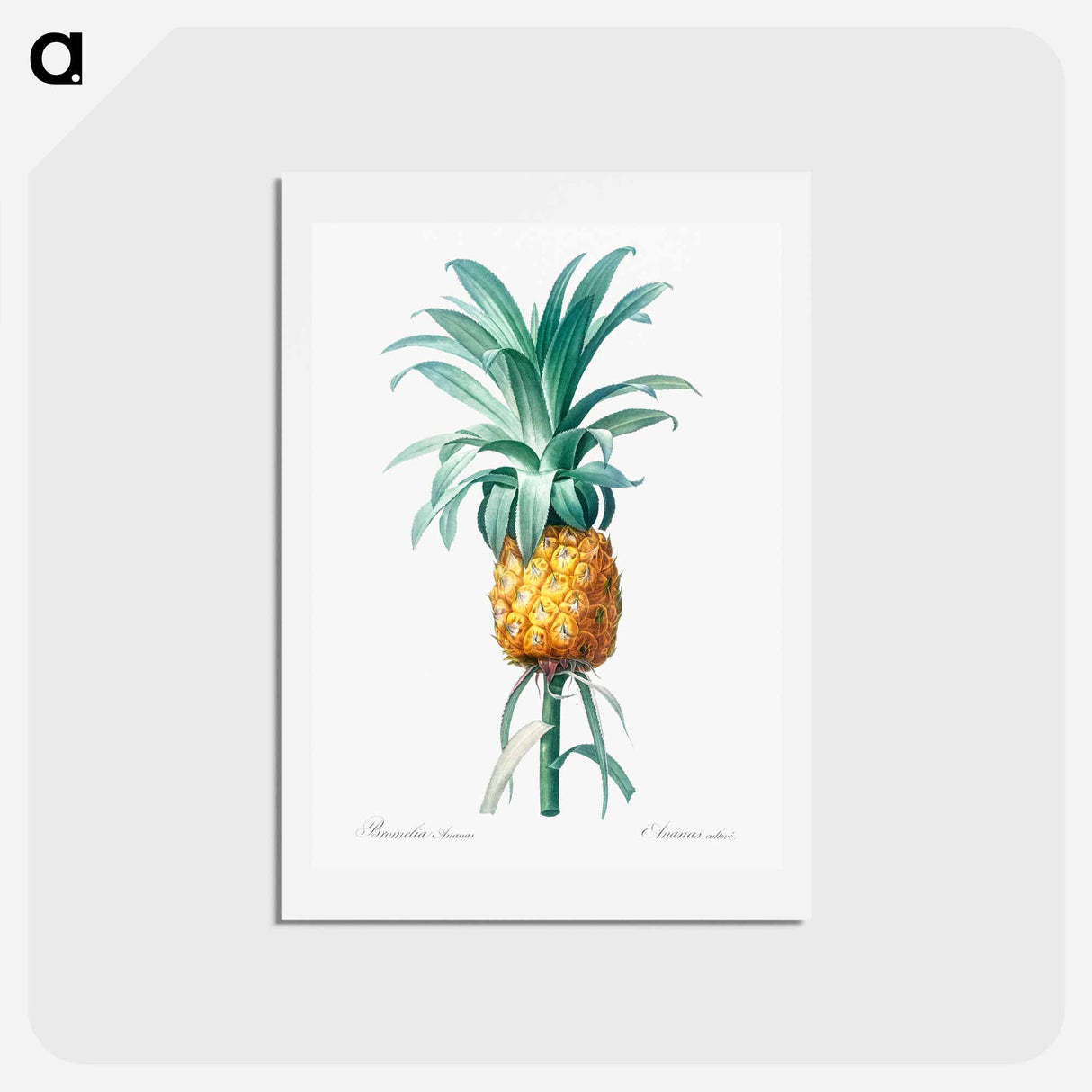 アートポストカード-Pineapple illustration - ピエール ジョゼフ ルドゥーテ Postcard.