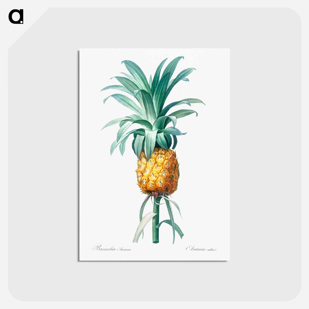 アートポストカード-Pineapple illustration - ピエール ジョゼフ ルドゥーテ Postcard.