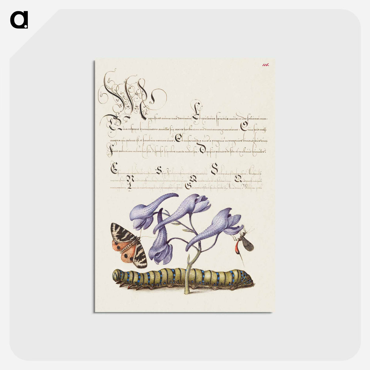 アートポストカード-Scarlet Tiger Moth, Larkspur, Insect, and Caterpillar from Mira Calligraphiae Monumenta
- 書道のお手本 Postcard.