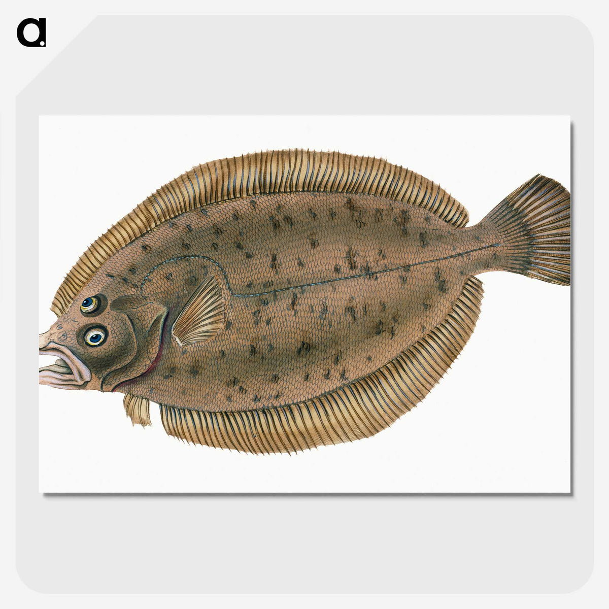 1-66_The-Natural-History-of-British-Fishes_picture-crop