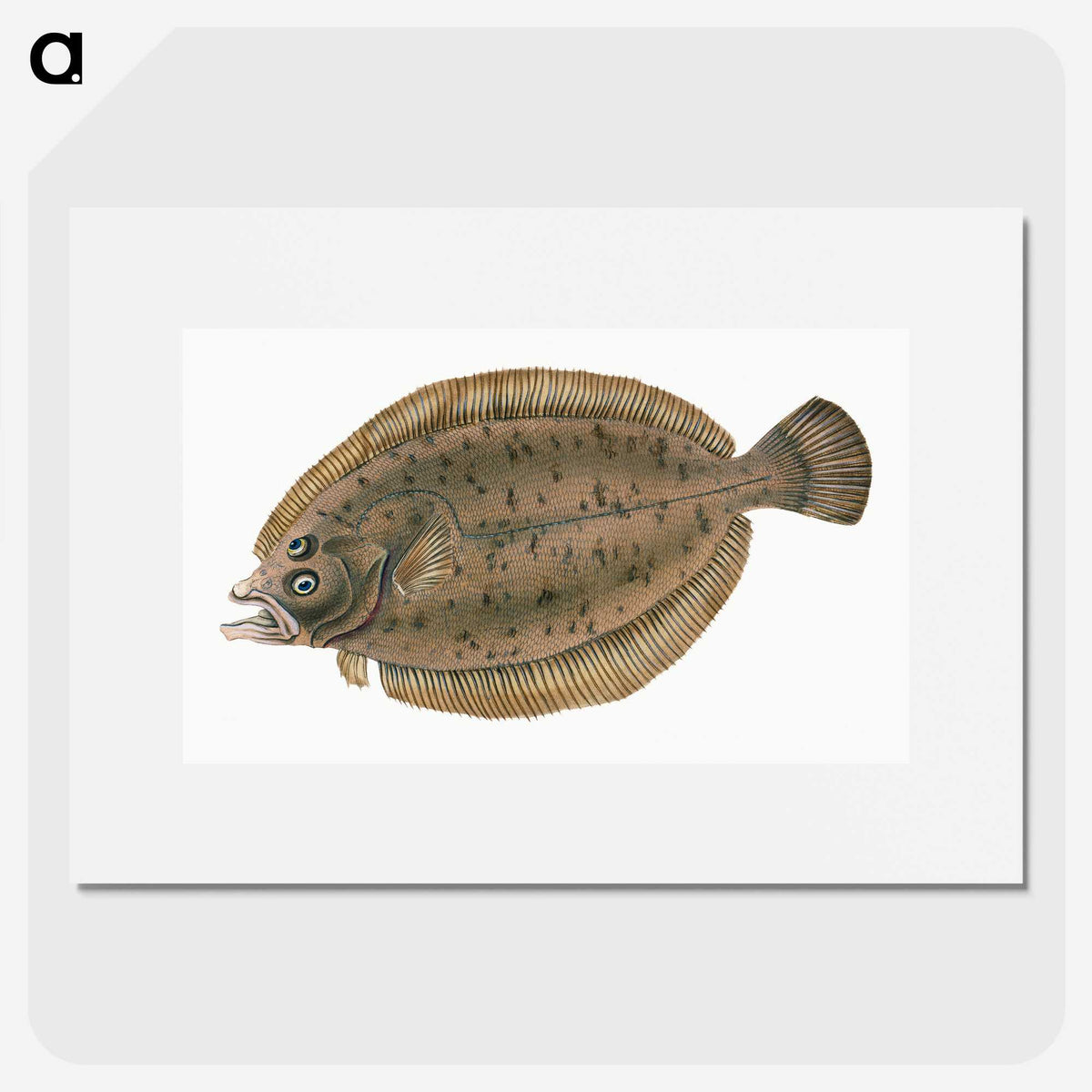 1-66_The-Natural-History-of-British-Fishes_picture
