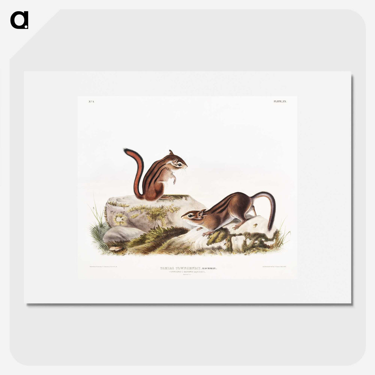 1-66_The-Viviparous-Quadrupeds_picture