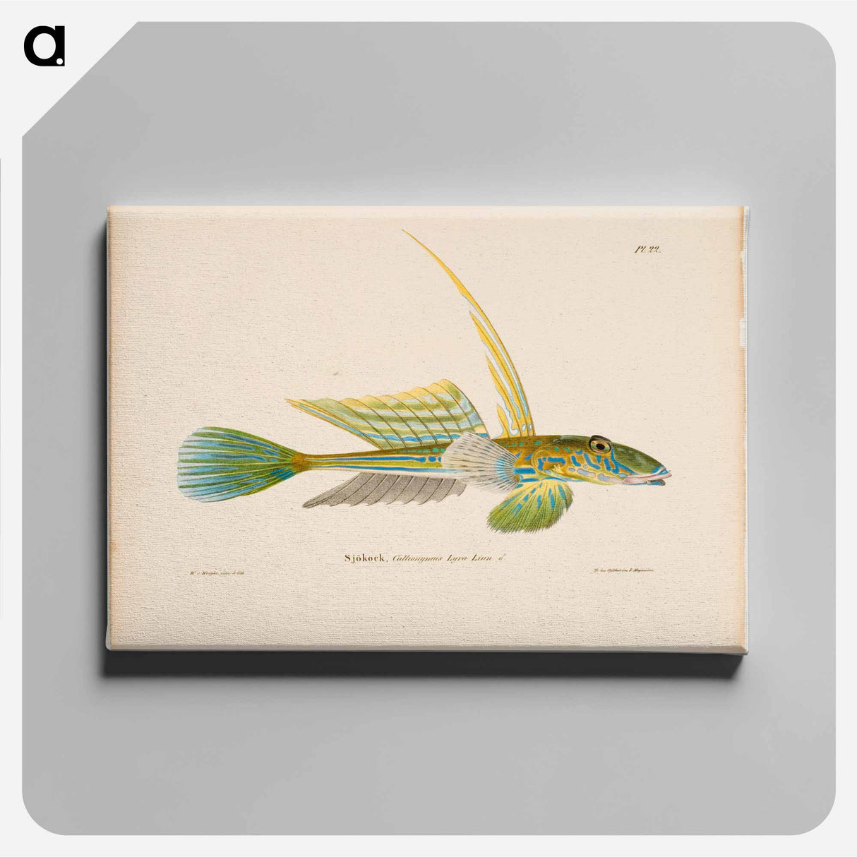 Dragonet - Wilhelm von Wright Canvas.