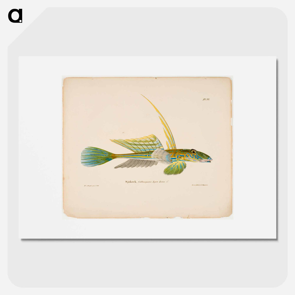 Dragonet - ヴィルヘルム フォン ライト Poster.