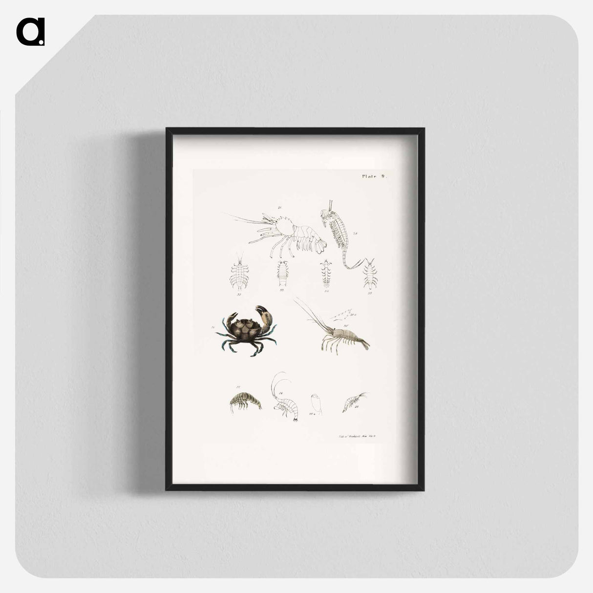 Atlantic Mud Crab - ニューヨークの動物学 Poster.