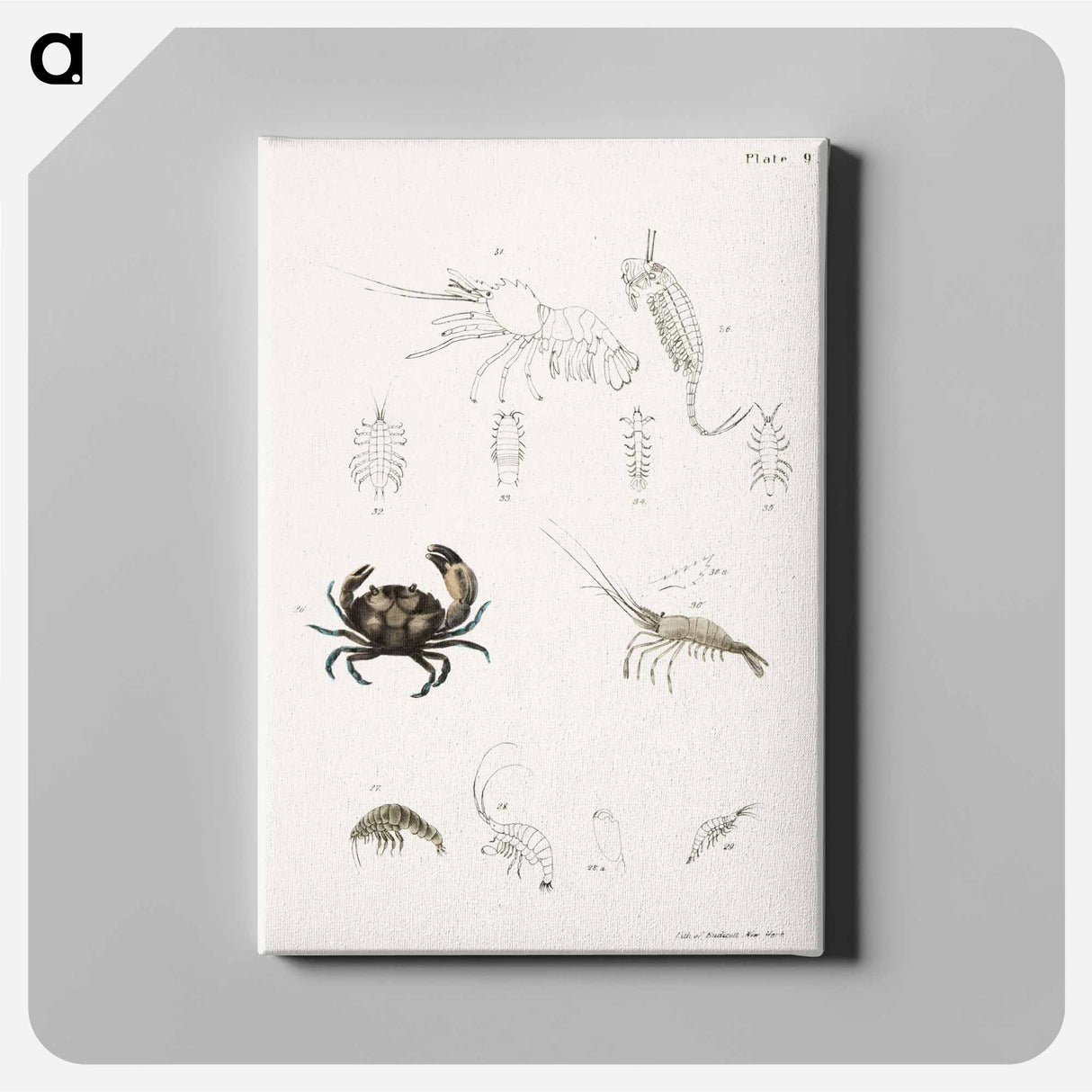 Atlantic Mud Crab - ニューヨークの動物学 Canvas.