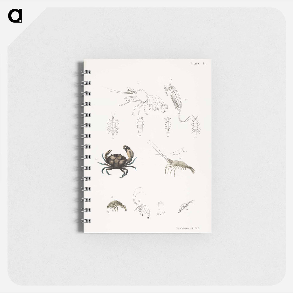 アートメモ帳-Atlantic Mud Crab - ニューヨークの動物学 Memo.