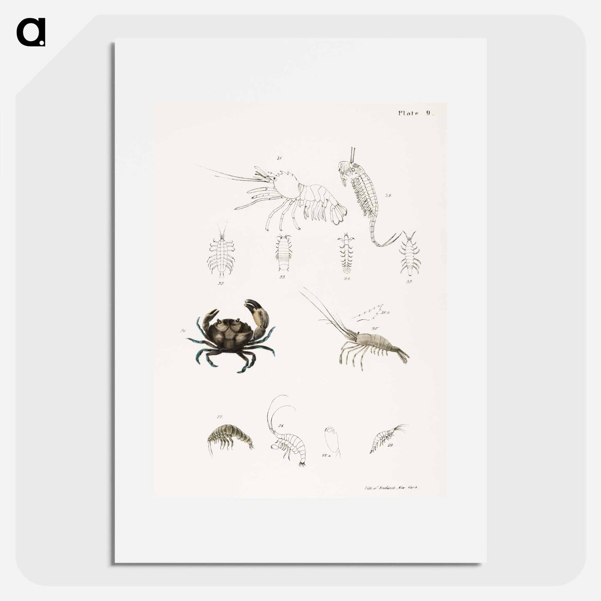 アートポスター-Atlantic Mud Crab - ニューヨークの動物学 Poster.