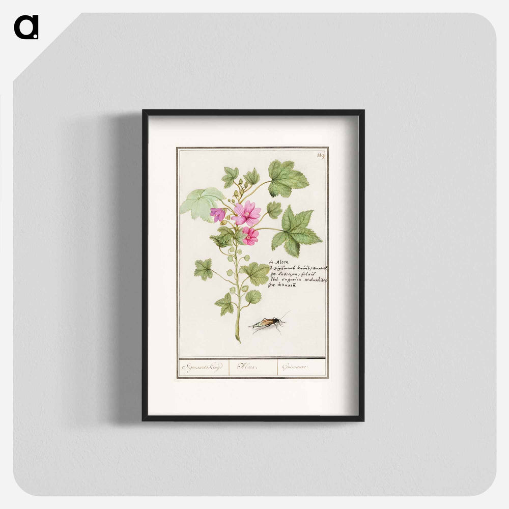 Large mallow, Malva sylvestris - アンセルムス ボエティウス デ ブート Poster.