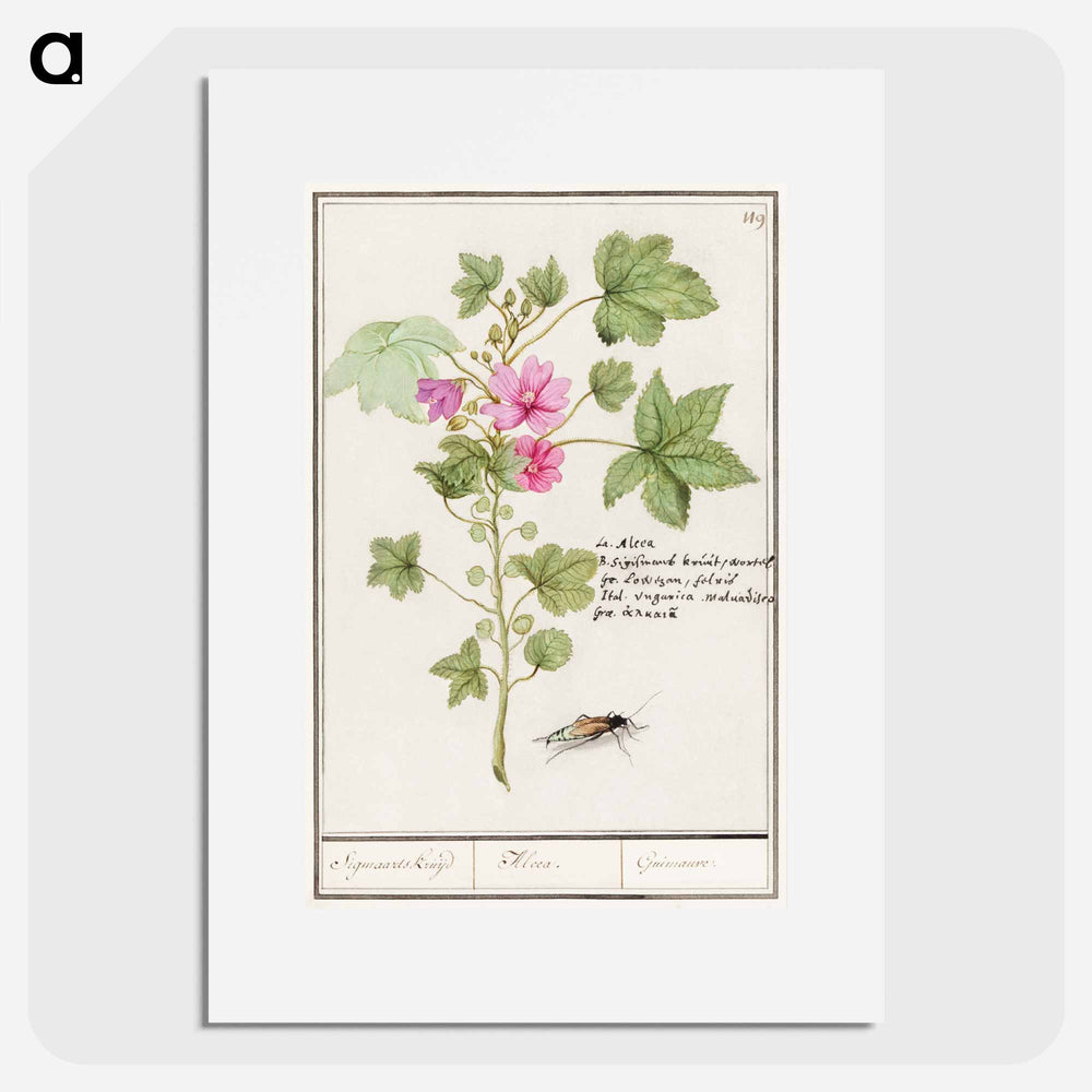Large mallow, Malva sylvestris - アンセルムス ボエティウス デ ブート Poster.