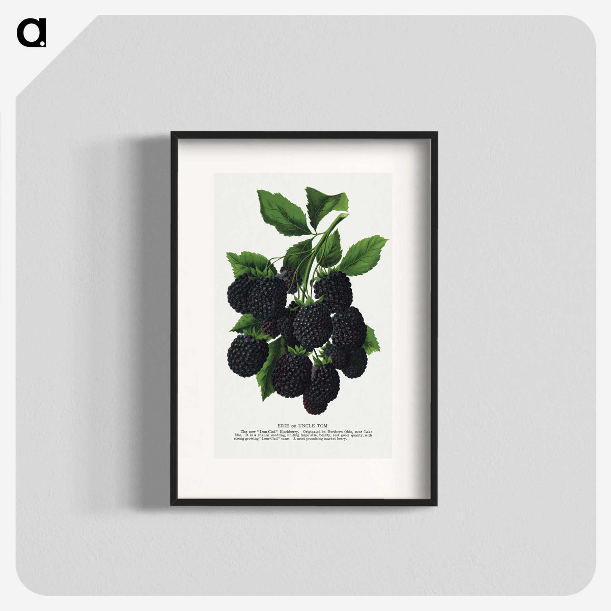1-67_Botanical-Specimen-Plates_blk