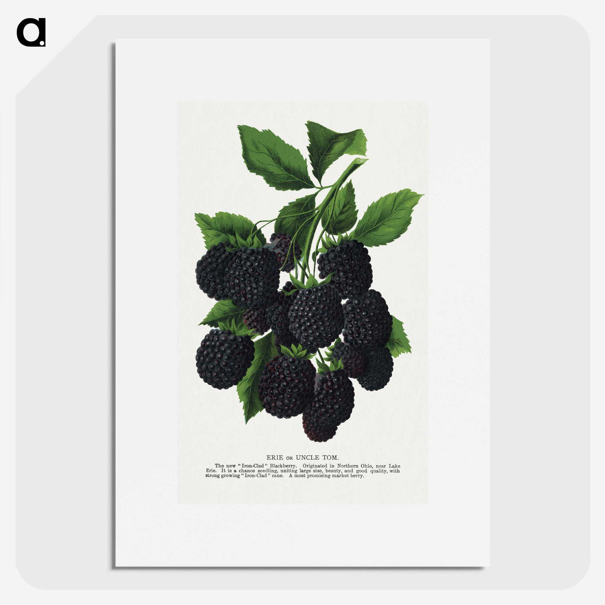 1-67_Botanical-Specimen-Plates_picture