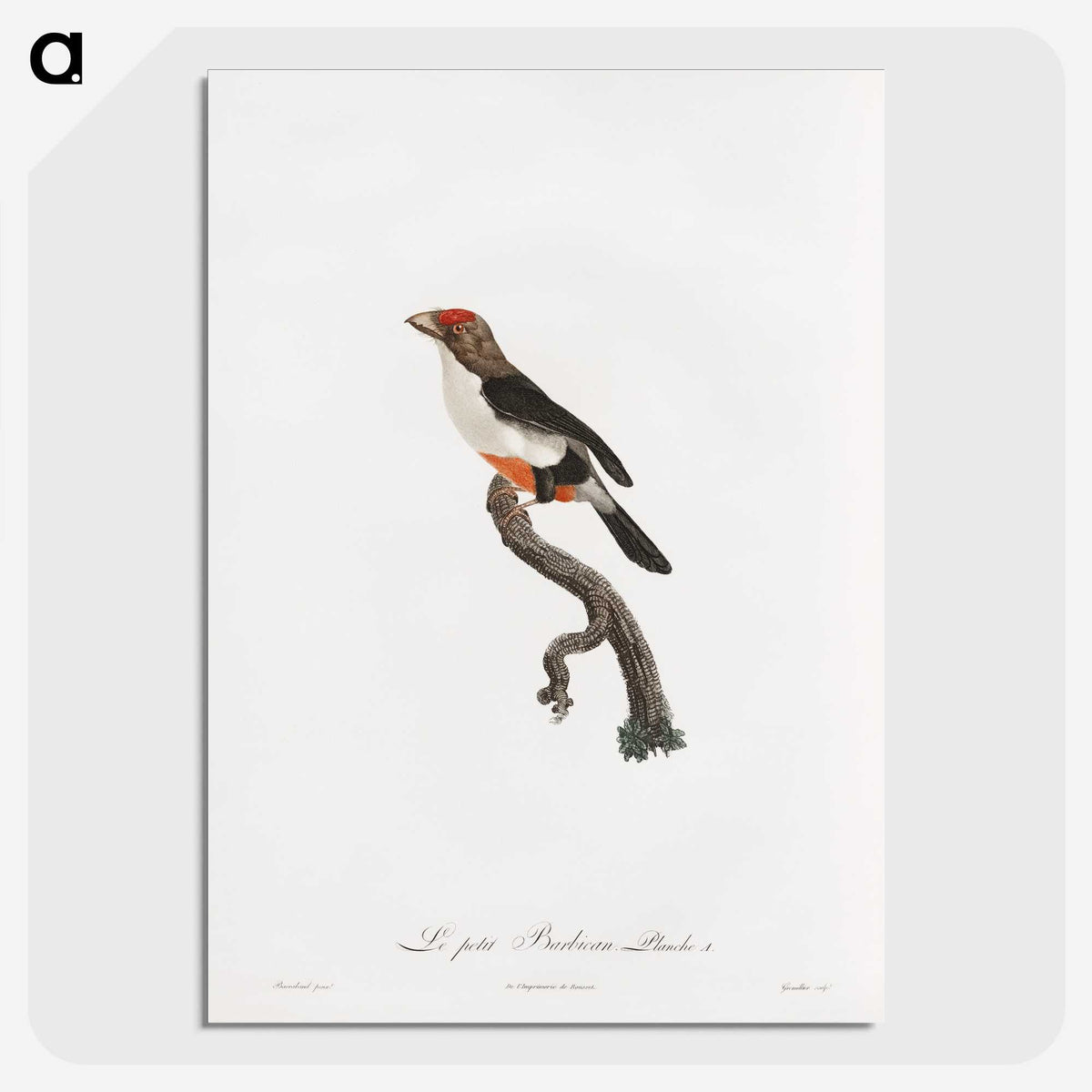 1-67_Des-Oiseaux-de-Paradis_picture-crop