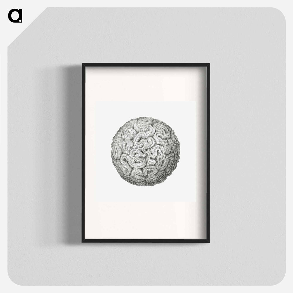 Vintage coral illustration on white background - エルンスト ヘッケル Poster.