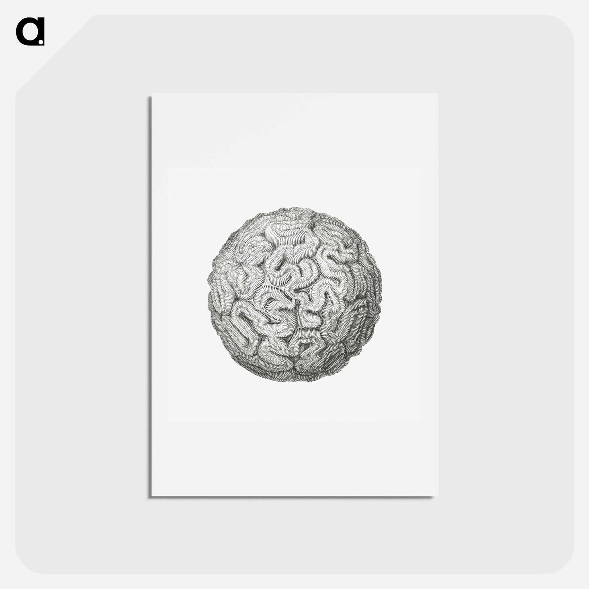 アートポストカード-Vintage coral illustration on white background - エルンスト ヘッケル Postcard.