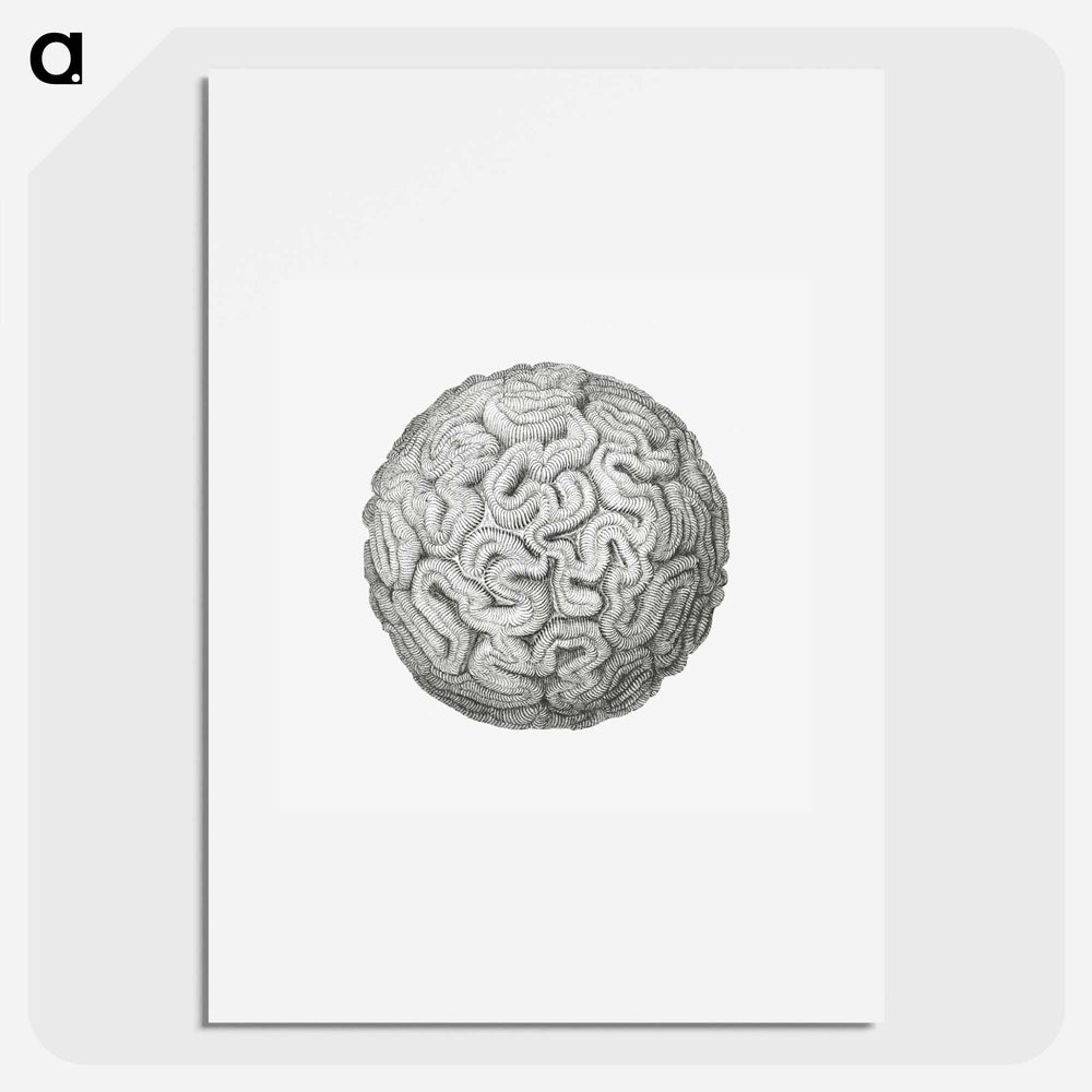 Vintage coral illustration on white background - エルンスト ヘッケル Poster.