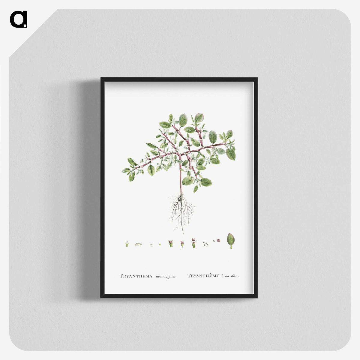 1-67_Histoire-des-Plantes-Grasses_blk-crop