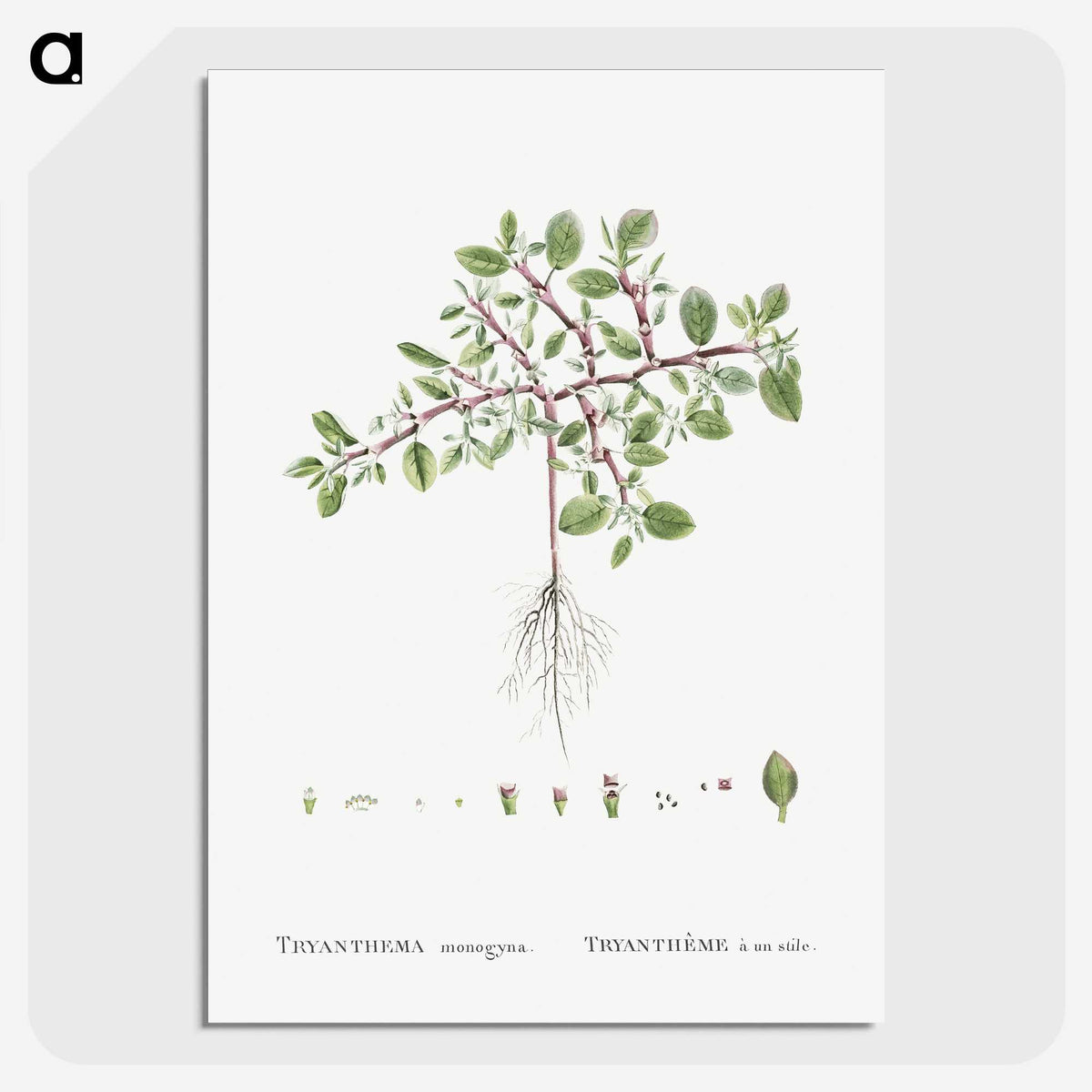 1-67_Histoire-des-Plantes-Grasses_picture-crop