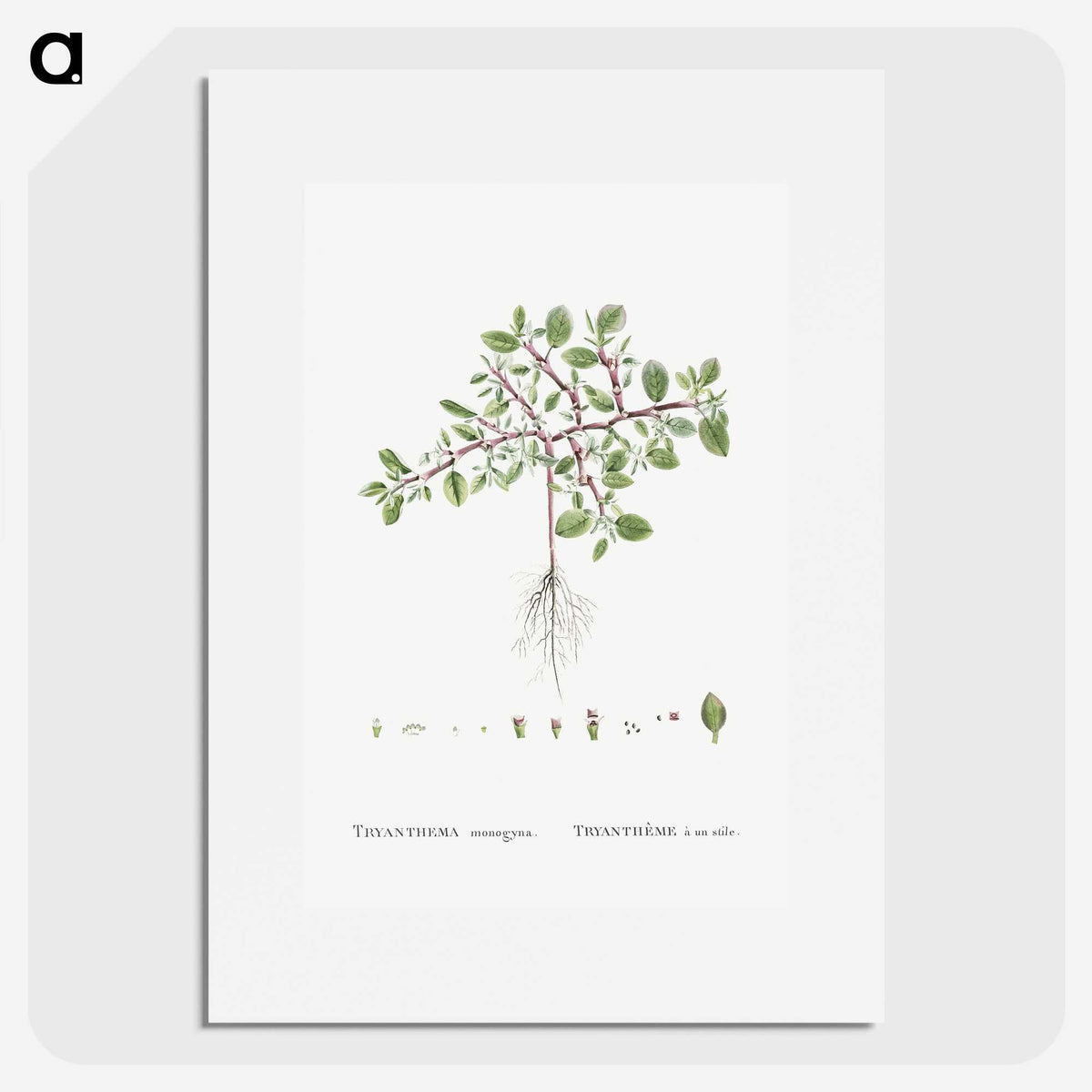 1-67_Histoire-des-Plantes-Grasses_picture