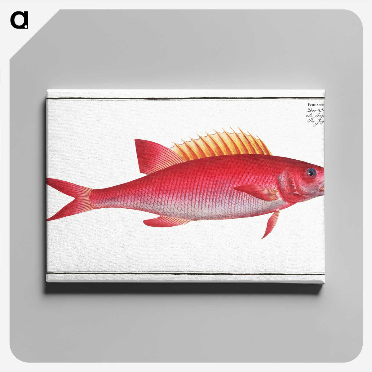 1-67_Ichtyologie-ou-Histoire-naturelle_canvas