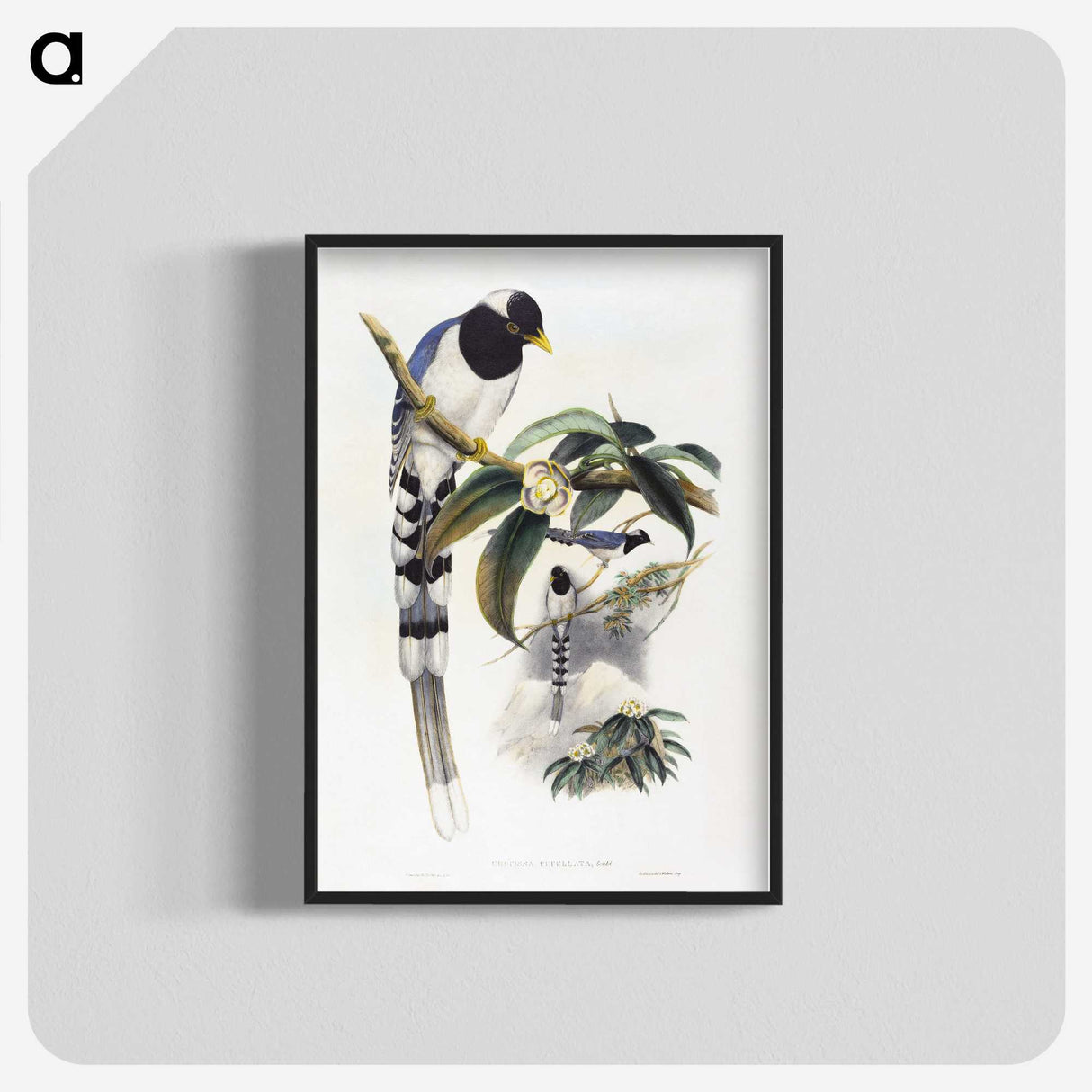 1-67_John-Gould_blk-crop