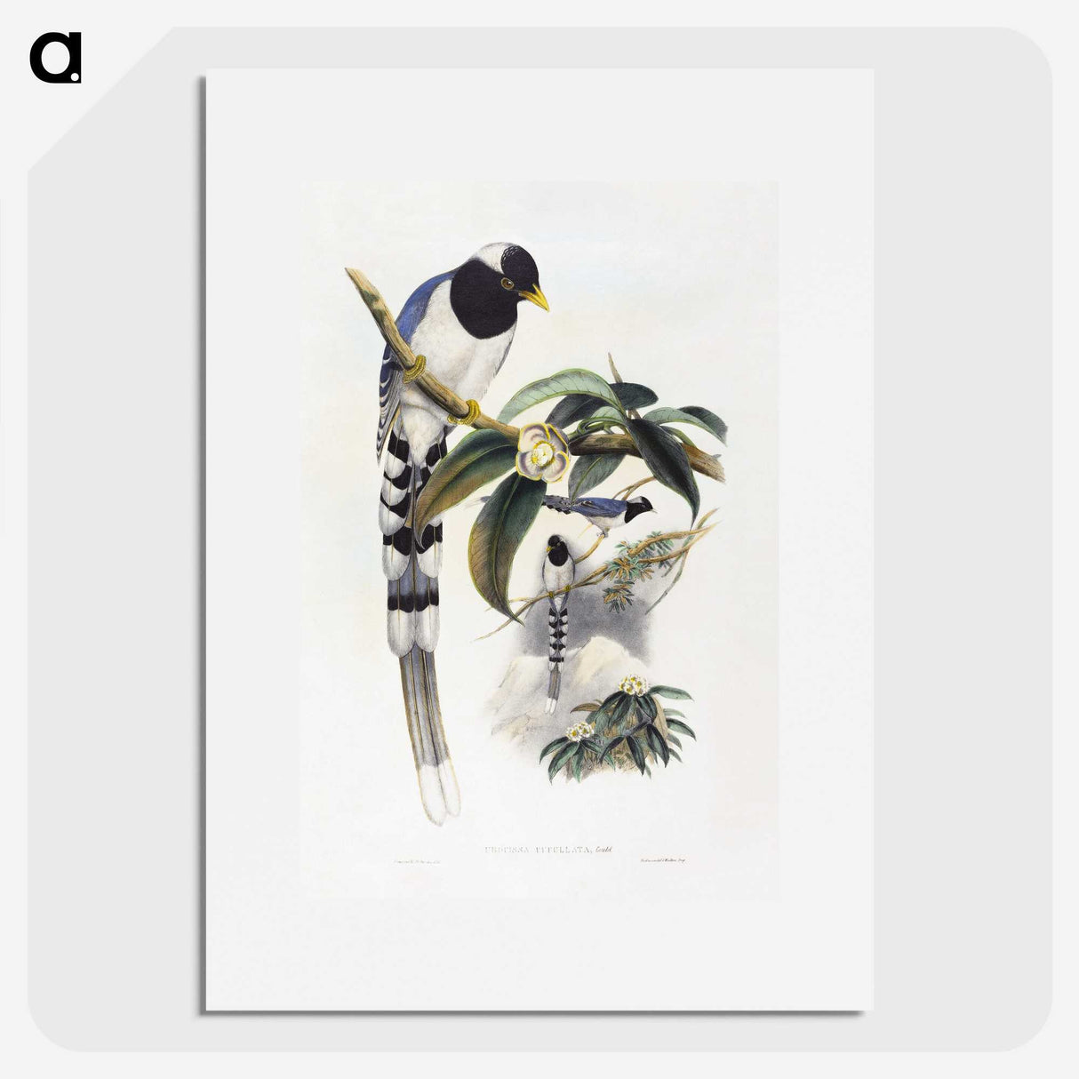 1-67_John-Gould_picture