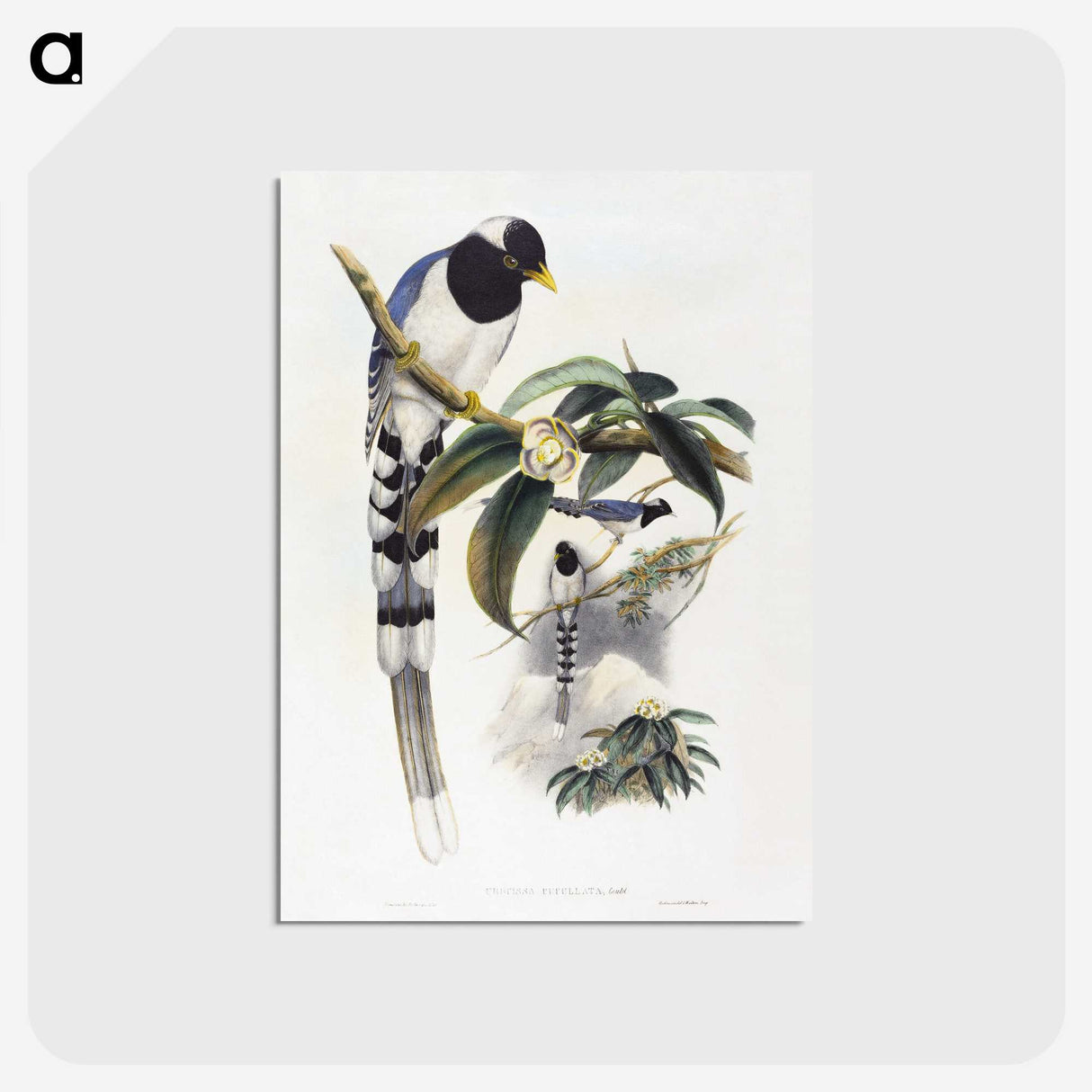 1-67_John-Gould_postcard