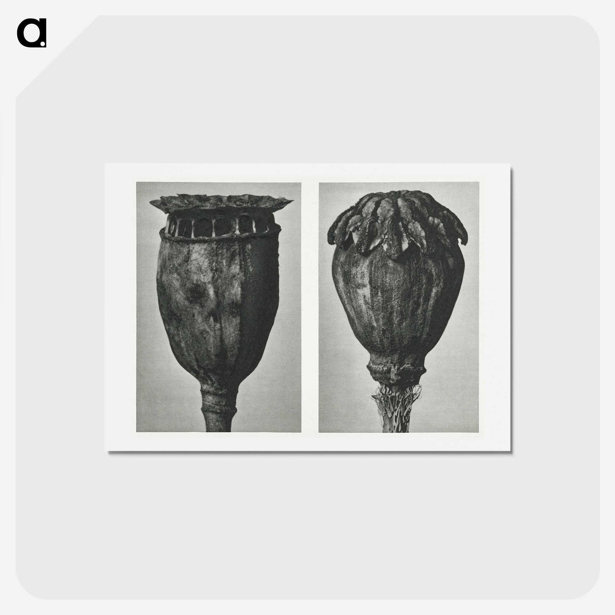 1-67_Karl-Blossfeldt_hagaki
