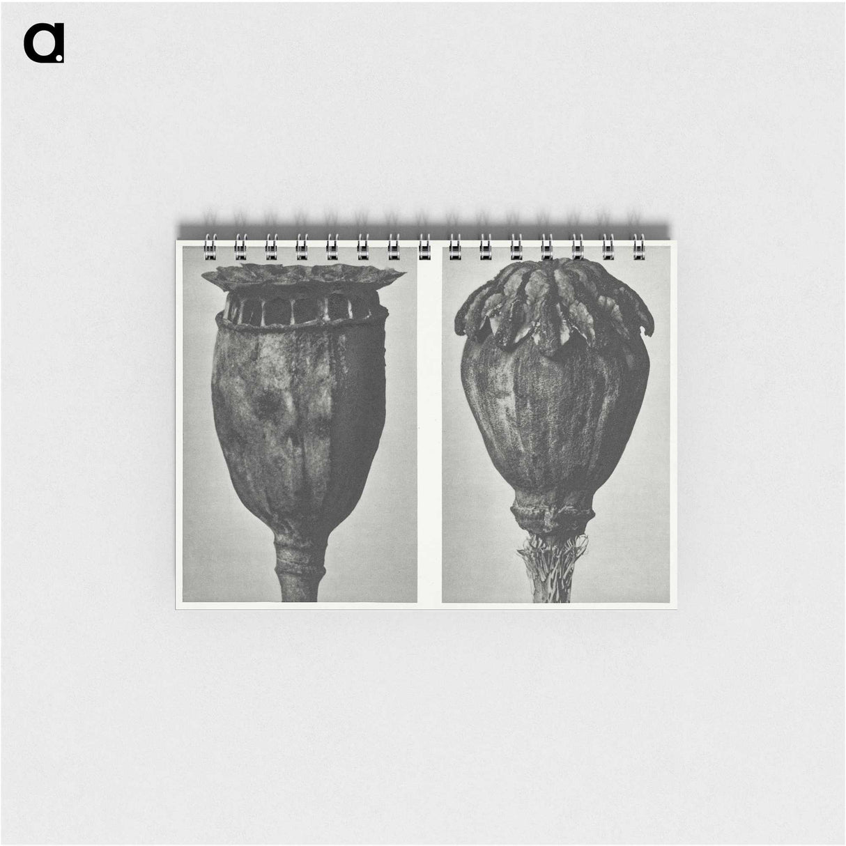 1-67_Karl-Blossfeldt_memo