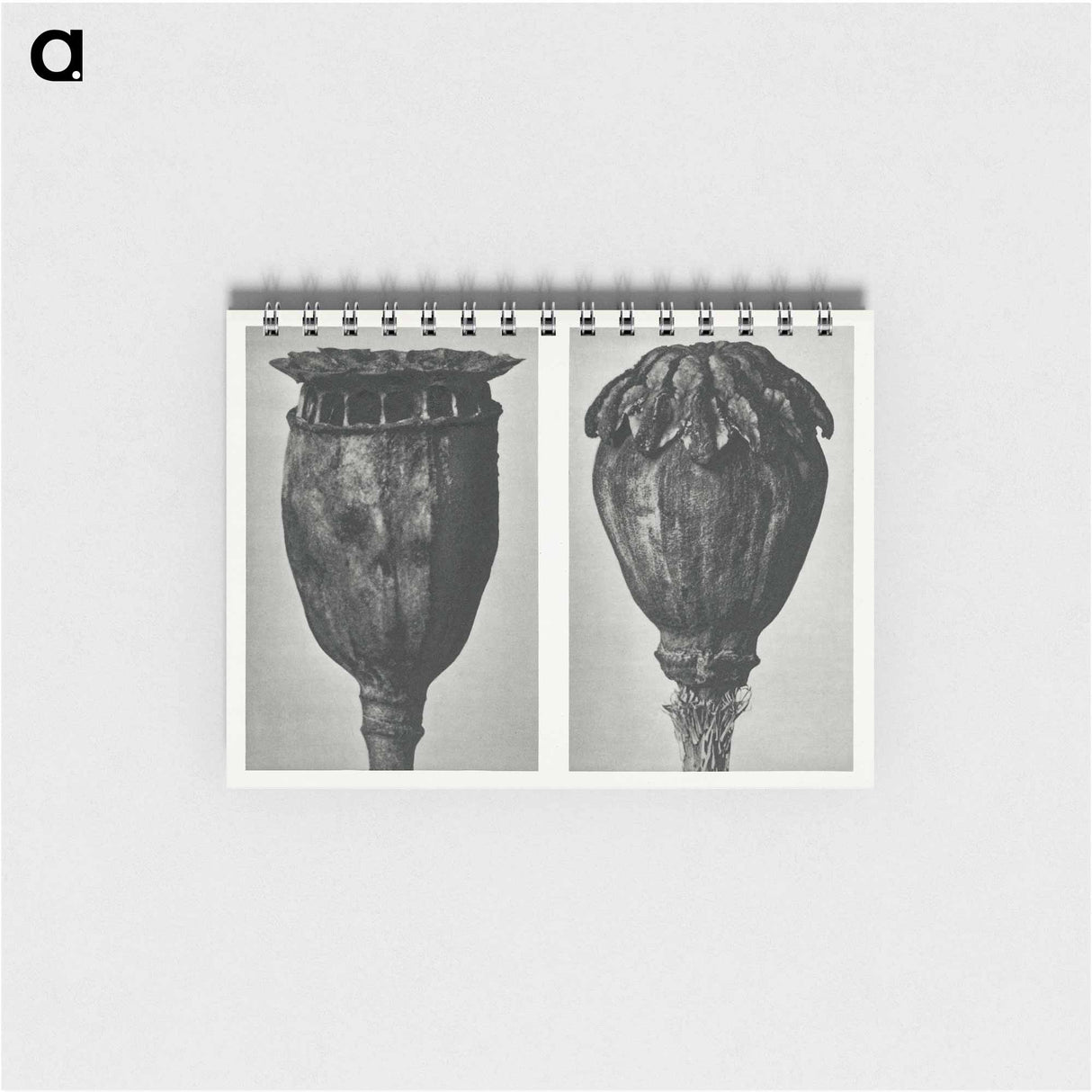 Papaver (Poppy) - カール ブロスフェルト Memo.