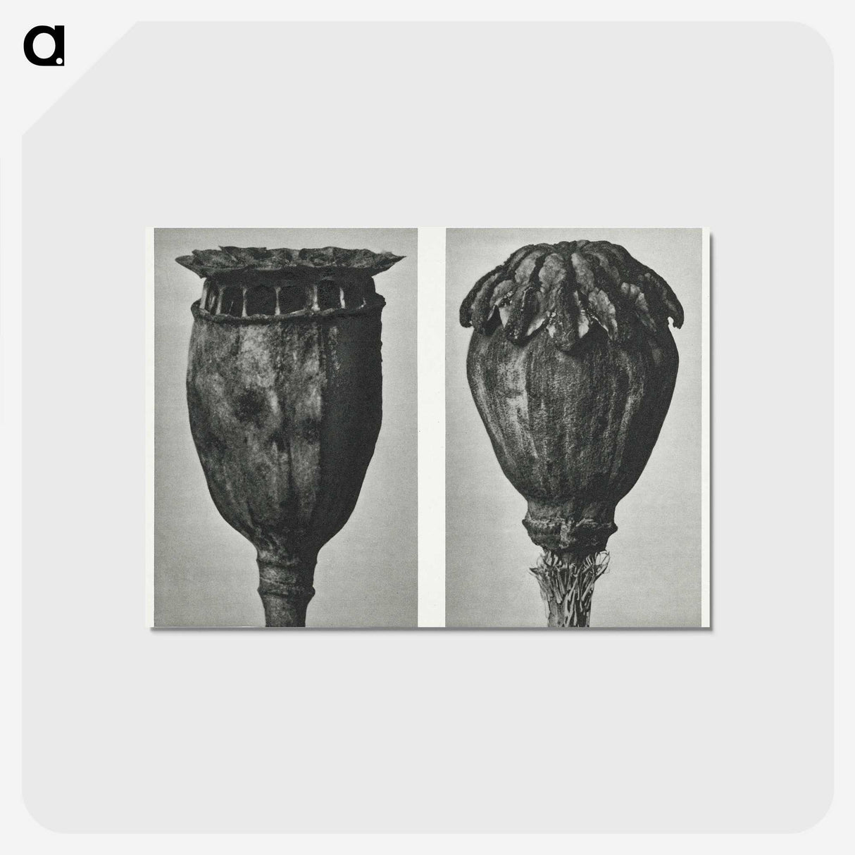 1-67_Karl-Blossfeldt_postcard