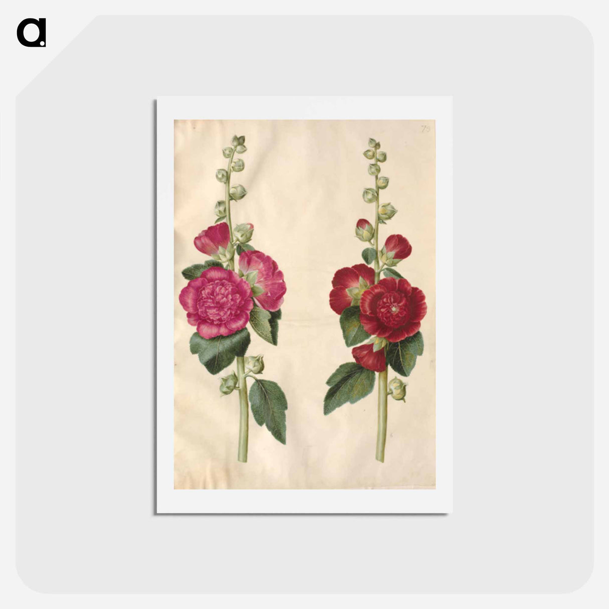 アートポストカード-Alcea rosea
- マリア ジビーラ メーリアン Postcard.