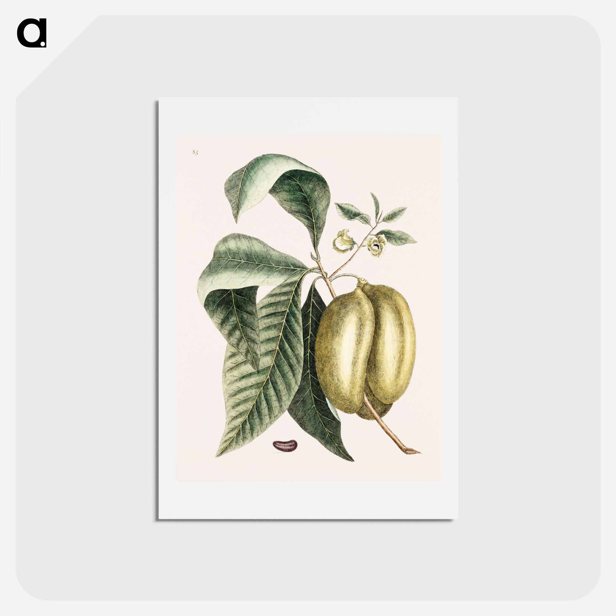 アートポストカード-Pawpaw
- マーク ケイツビー Postcard.